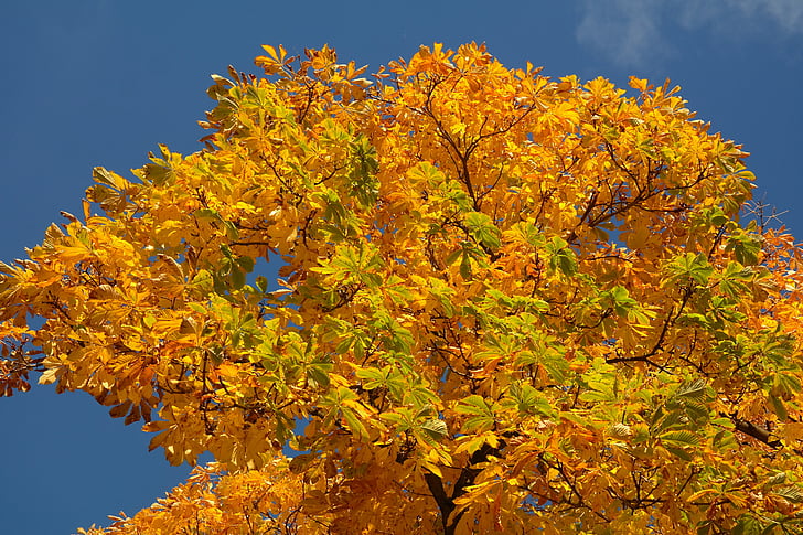 foglie di castagno, autunno, colore di caduta, foglie, albero, castagno, albero di castagno