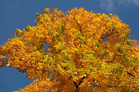 kostanjevi listi, jeseni, padec barve, listi, drevo, kostanj, kostanj