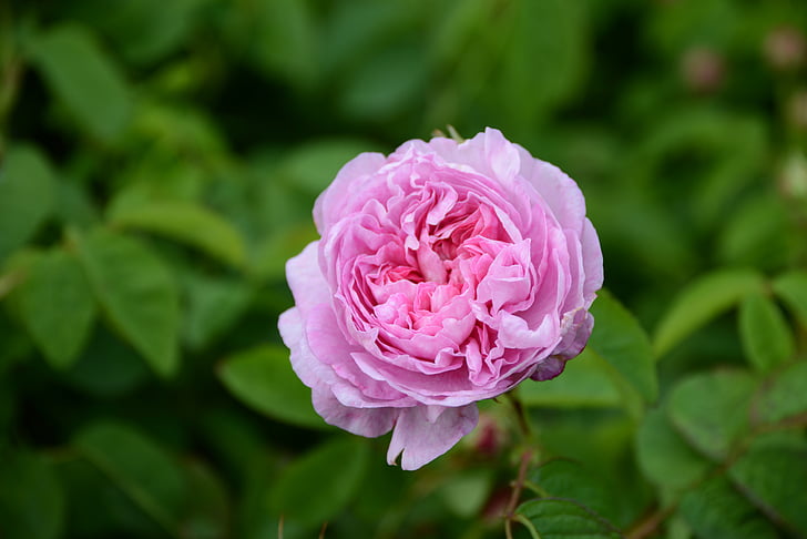 lill, roosa, centifolia, Parfüümid, roosad lilled, Aed, loodus