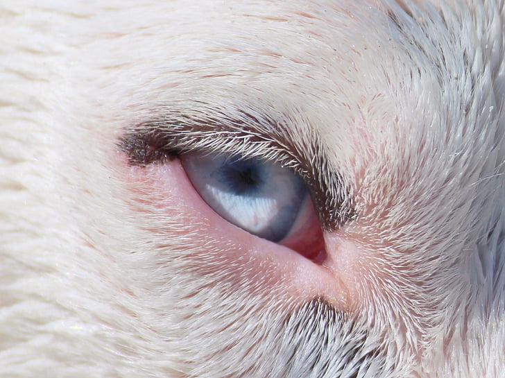 anjing, mata, biru, Tutup, potret, fotografi satwa liar, Close-up