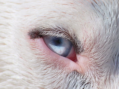 koira, silmä, sininen, Sulje, muotokuva, luontokuvaukseen, Lähikuva