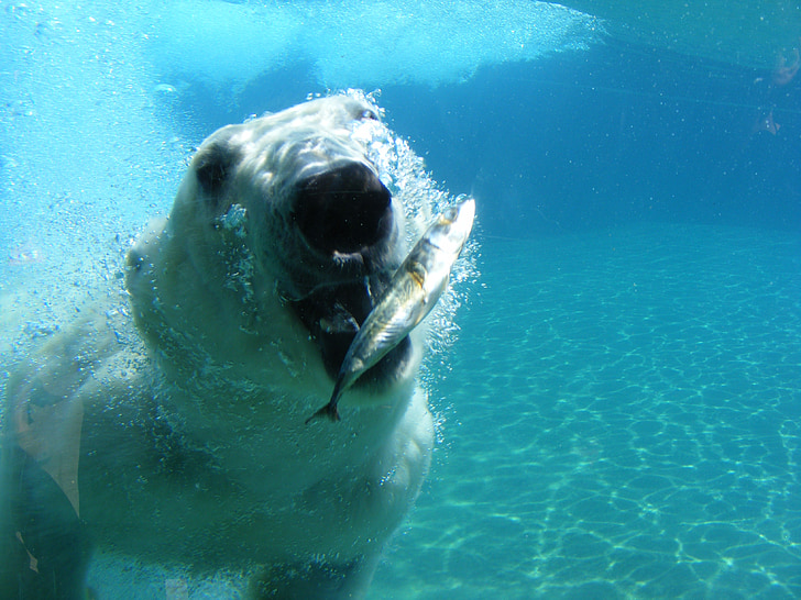 lední medvěd, medvěd, bílá, predátor, Příroda, pod vodou, Já?