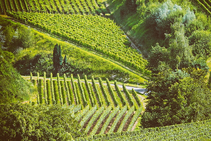 landschap, zomer, wijnstokken, natuur, Kaiserstuhl, Zuid-west, landbouw