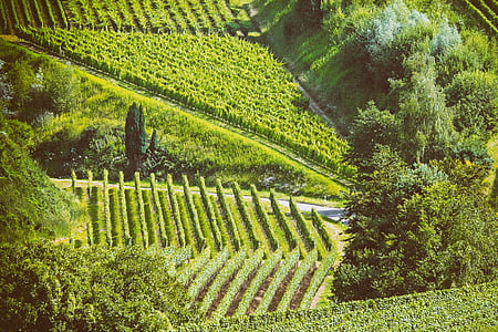 paysage, été, vignes, nature, Kaiserstuhl, sud ouest, Agriculture