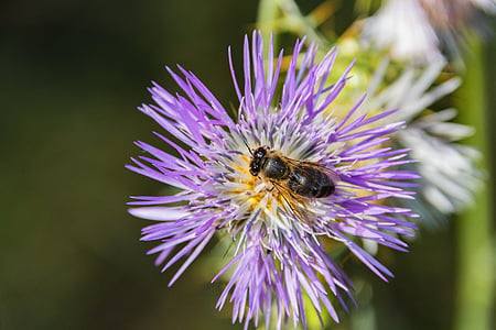 Bee, blomst, insekt, blomster, natur, pollinering