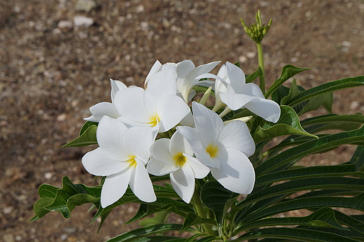flor, Blanco, planta, jardín, Curacao, Fondo, primavera