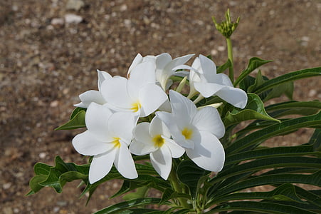 flor, blanc, planta, jardí, Curaçao, fons, primavera