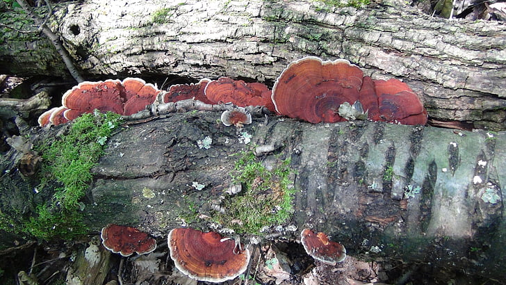 Polyporus, stockschwaemme, Forest, moderne, champignons de l’arbre