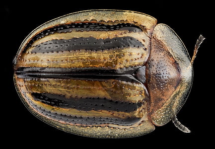 Gândacul de broasca testoasa, insectă, macro, natura, până aproape, faunei sălbatice, bug-ul