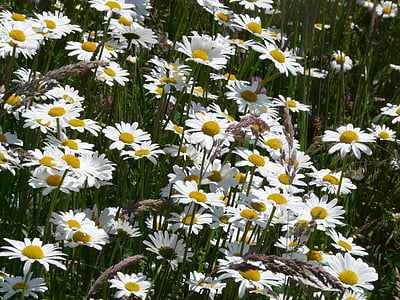 草甸 margerite, 春大麦, 花, 绽放, 白色, 草甸 margerite, 带薪小白菊