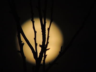 month, full moon, dark, night, bush, background, detail