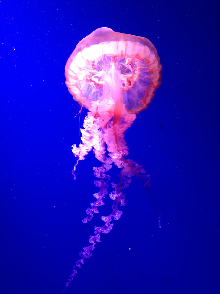 méduse, belle, bleu, sous l’eau, animal, mer, Tentacule
