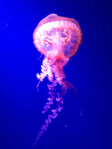 Медуза, красивая, Голубой, Подводный, животное, мне?, щупальца