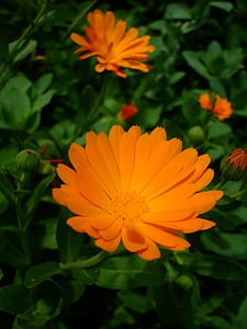 oranžový kvet, kvet, kvet, kvet