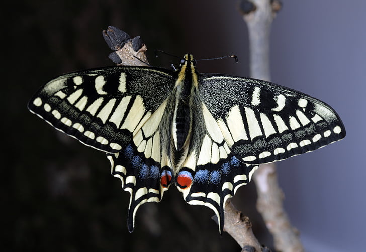 Motyl, makro, owad, Natura, na zewnątrz, swallowtail, wing zwierzęcego