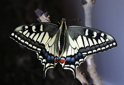 leptir, makronaredbe, kukac, priroda, na otvorenom, lastin rep, životinja krila