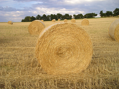 straw bales, field, straw, hay, harvest, cereals, hay bales
