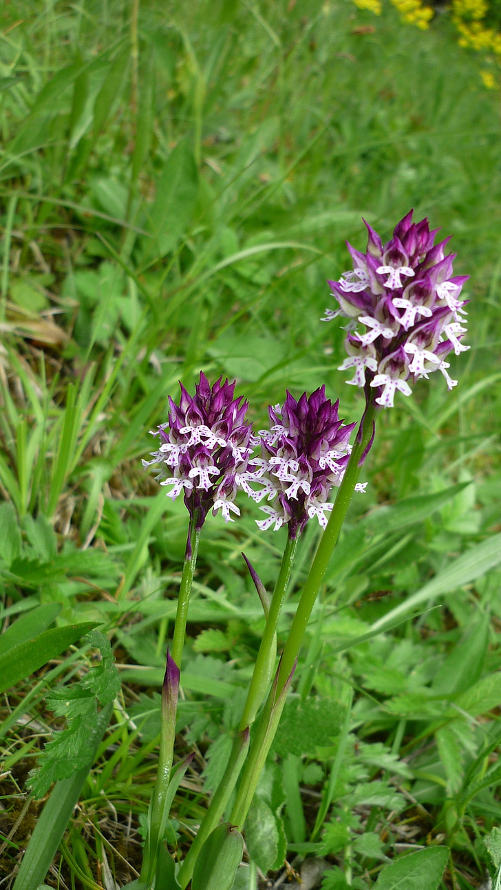 Orchis ustulata, varumärket pojkar ört, tyska orkidé, sällan, skyddade anläggning, gräsmark växter, Stäng