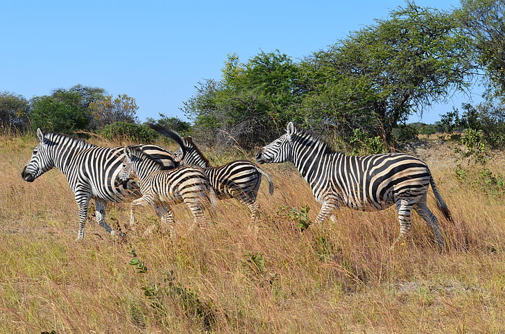 Zebra, zebre, divje, živečih, živali, Zimbabve, Afrika