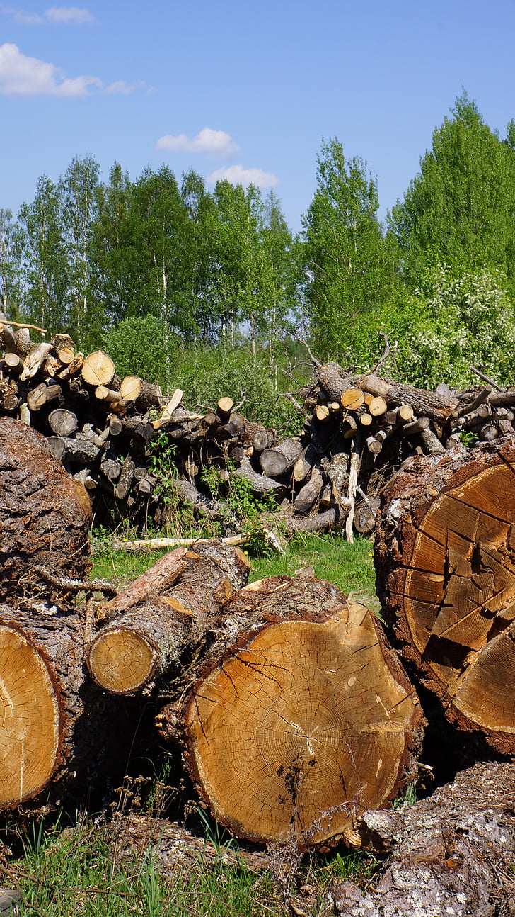 log de, árvore de cortes, indústria da madeira, árvore derrubada, madeira serrada, tronco de árvore
