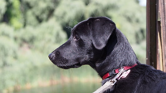 con chó, Lake, Chó collar, nước, màu xanh lá cây, Thiên nhiên, cánh