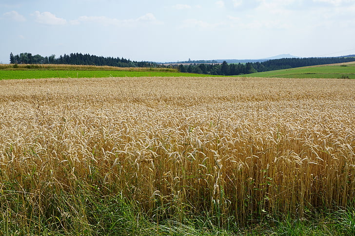 pole, louka, pšenice, sklizeň, léto, žlutá, zrno
