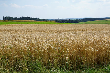 domaine, Meadow, blé, moisson, été, jaune, grain