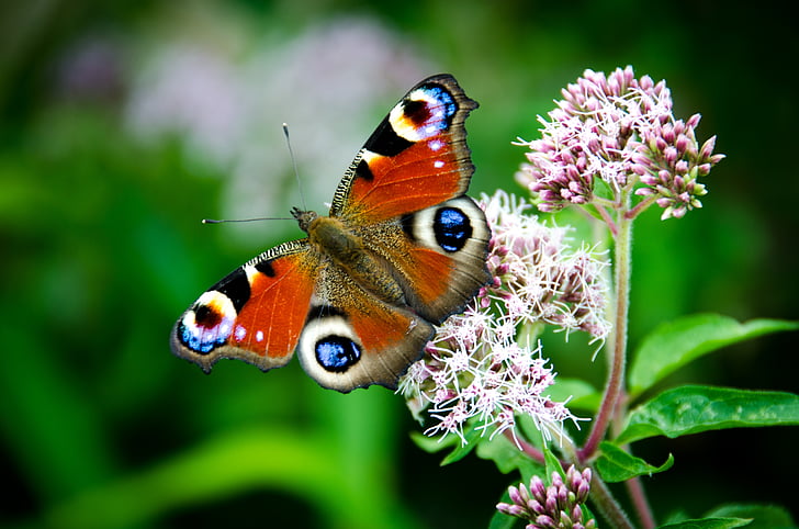 Jutsko, motýl, Lebka, keř, podzim, hmyz, Příroda