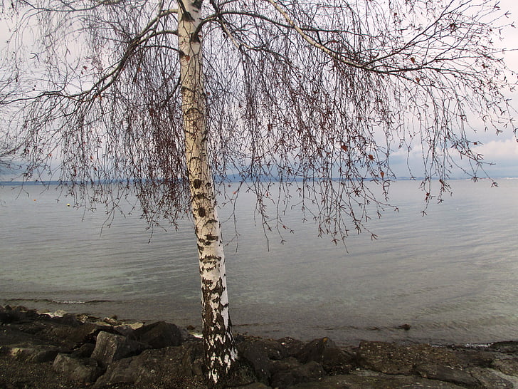 drzewo, brzoza, Romanshorn, zimowe, kamienie, wody, Jezioro