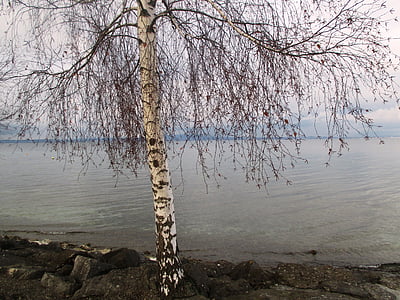träd, Björk, Romanshorn, vinter, stenar, vatten, sjön