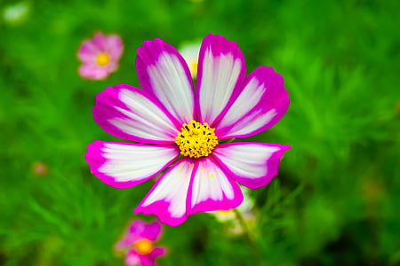 gesanghua, letné, kvety