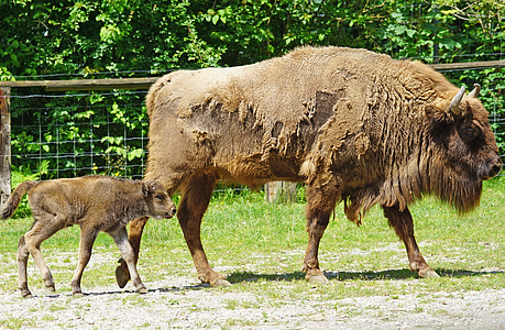 Bison d’Europe, bison d’Europe, petites cornes, veau, jeune animal, viande bovine, photographie de la faune