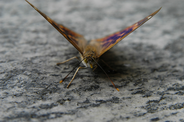 sommerfugl, makro, natur