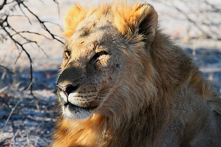 Lion, Etosha, Namibie, l’Afrique, Safari