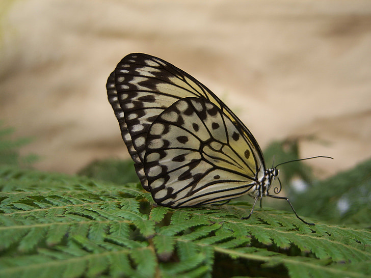 bướm, bướm, Papillon