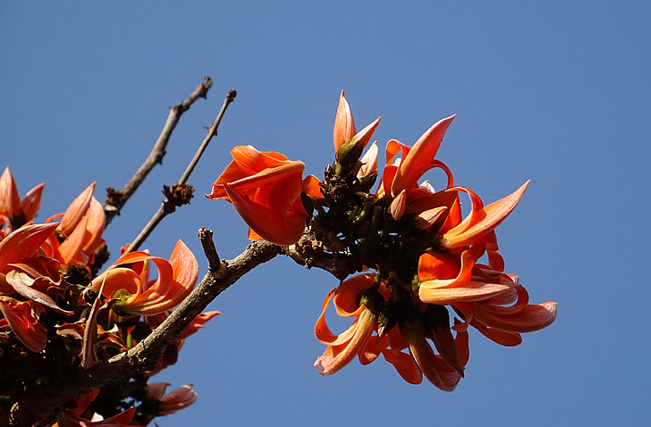 цветок, Пламя лес, сволочь тик, Битва при Плесси дерева, Бенгальская кино, Palas дерево, попугай дерево