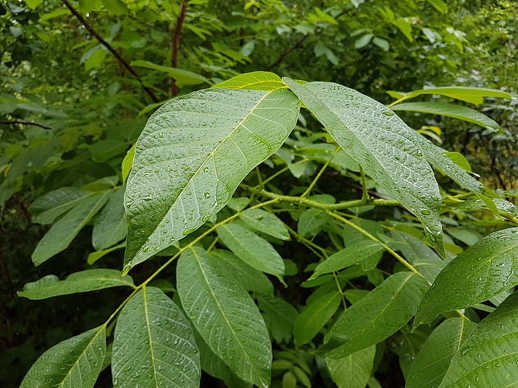 lišće, priroda, zelena, kiša, mokro, kapljica kiše, zeleni list