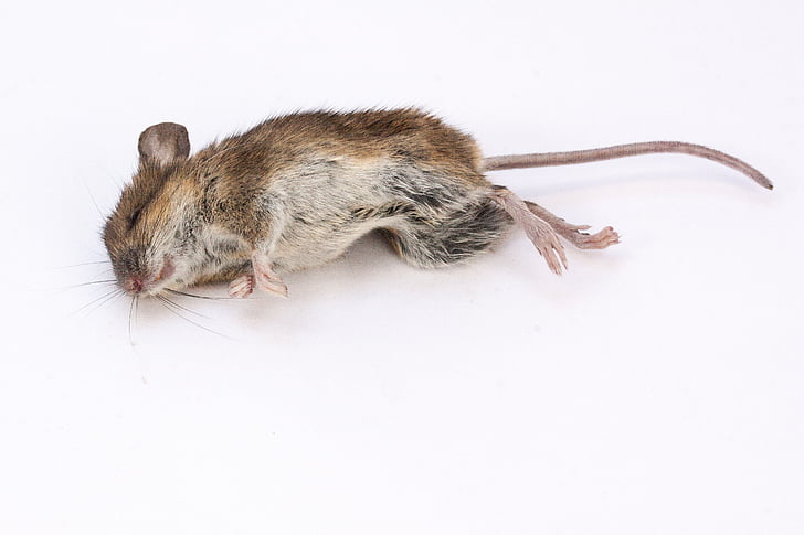 mouse, wood mouse, apodemus sylvaticus, dead, dead mouse, rodent, mammal
