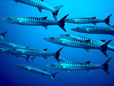 Barracuda, ryby, potápění, meeresbewohner, podvodní svět, exotické, podmořský život