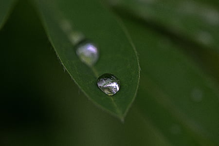 drops, droplet, water, clear, liquid, aqua, surface