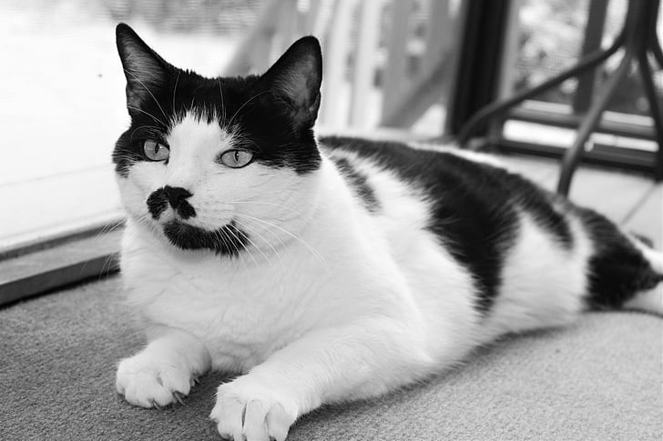 black and white, cat, kitty