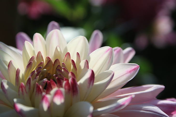 dahlia, blossom, bloom, transparency, pink, nature, late summer