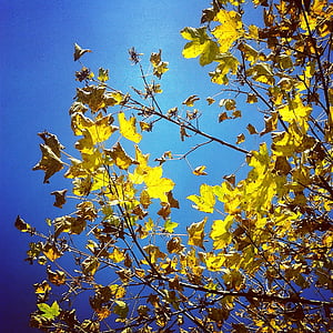 podzim, listy, obloha, podzimní les