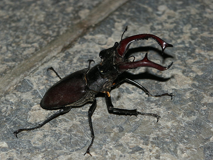 Stag beetle, vabole, kukainis, daba, draudēja