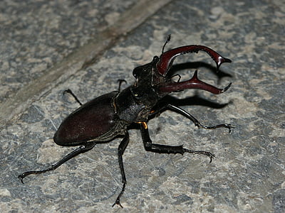 Escarabajo ciervo, Escarabajo de la, insectos, naturaleza, amenazado