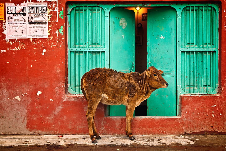 Pyhä, lehmä, ovi, Street, ulkopuolella, väri, Wall