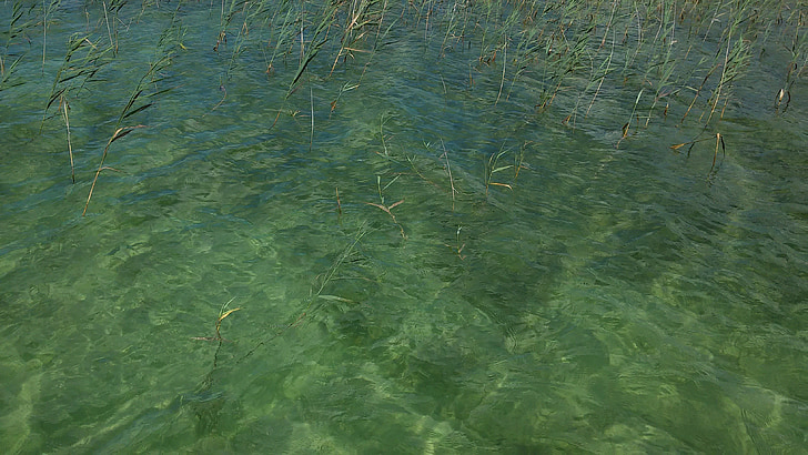 voda, Reed, jezero, zelená, mělká, vzor, pozadí