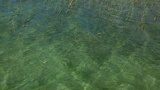 vatten, Reed, sjön, grön, grunt, mönster, bakgrund