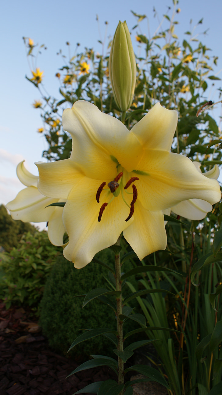 Lily, valkoinen kukka, taivas, kevään, kukat, Luonto