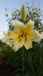 lily, white flower, sky, spring, flowers, nature